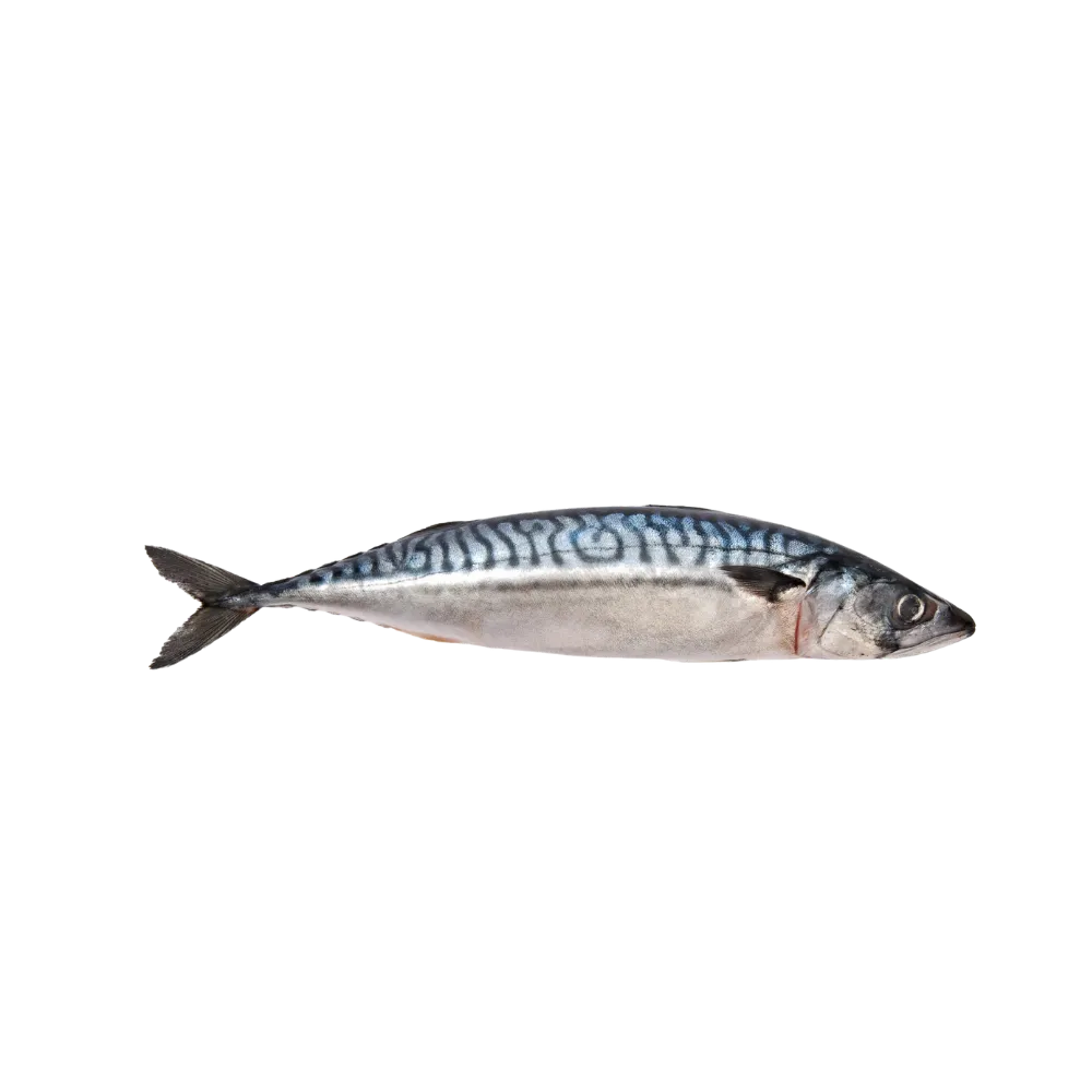 Mackerel Kamong Fish, Fresh, Whole, 1 count